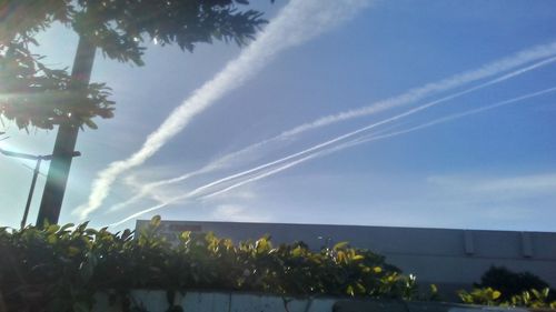 Low angle view of trees against sky