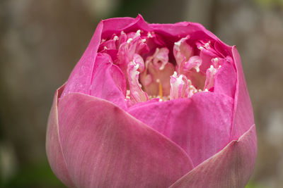 Close-up of pink rose blooming outdoors