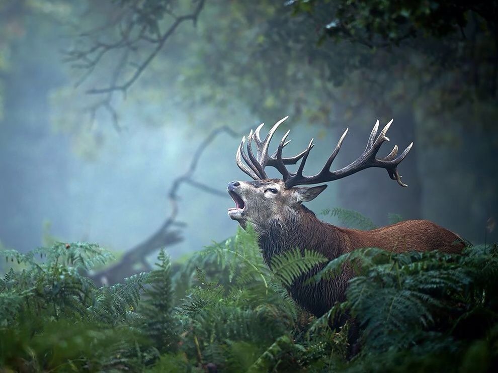 animal themes, one animal, animals in the wild, wildlife, insect, focus on foreground, close-up, spider, nature, spider web, selective focus, plant, day, beauty in nature, no people, outdoors, zoology, growth, tree, forest