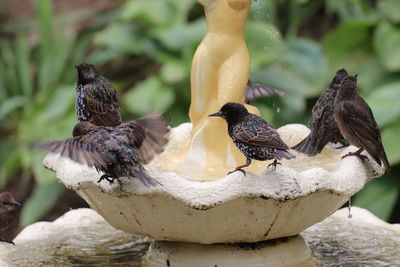 Close-up of birds perching on fountain 