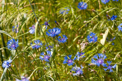 Close-up of blue wildflowers