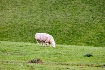 Sheep grazing in a field