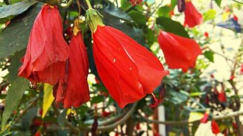 Close-up of red flower