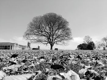 Built structure with trees in background