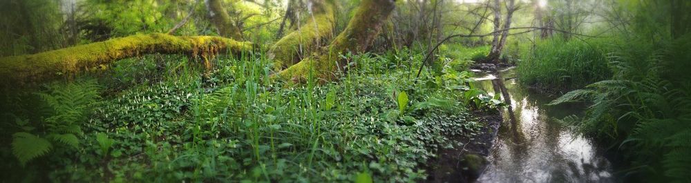 Scenic view of forest