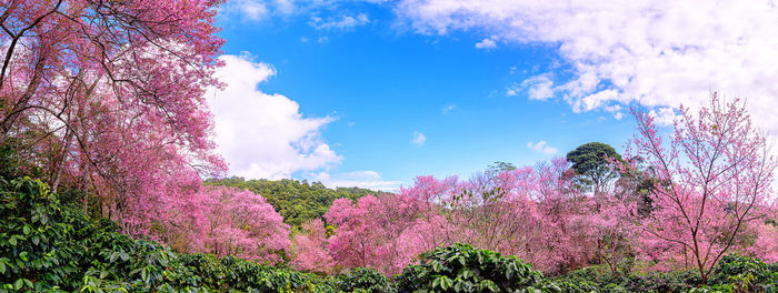 Low angle view of pink flowering plants against sky