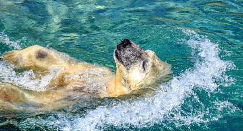 Lion swimming in sea