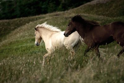 Horses running on grassy field