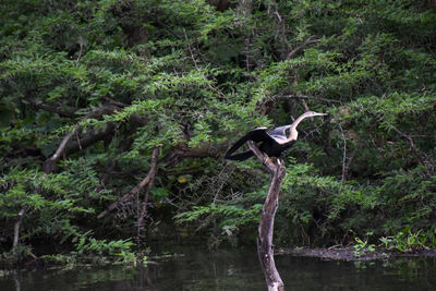 Bird perching on a forest