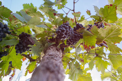 Low angle view of grapes growing in vineyard