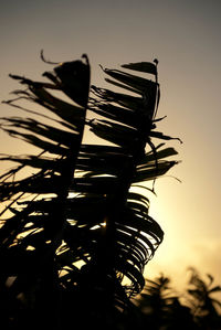 Low angle view of sky at sunset