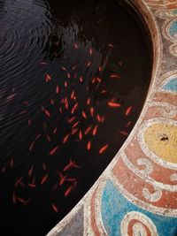 High angle view of multi colored swimming in lake