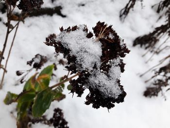Close-up of frozen plant on tree