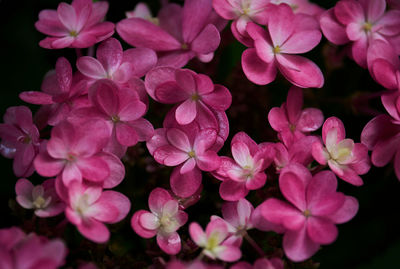 Close-up of pink flowering plants