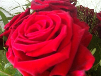 Close-up of red rose