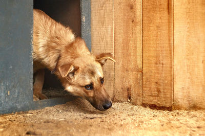 View of a dog resting