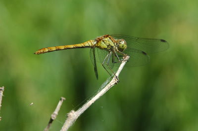 Close-up of dragonfly on leaf