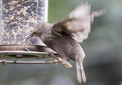 Close-up of bird flying