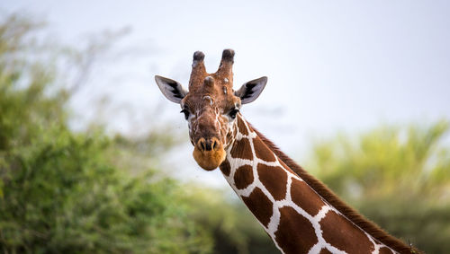 Portrait of giraffe