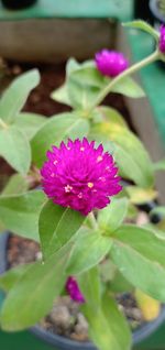 Close-up of pink flowering plant