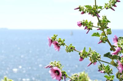 Close-up of pink flowers blooming on tree against sea