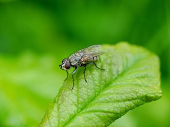 Close-up of fly on leaf