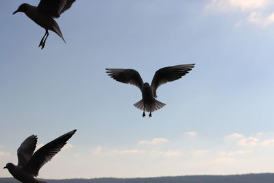 Low angle view of bird flying against sky