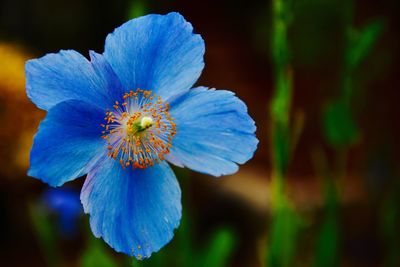 Close-up of purple blue flower