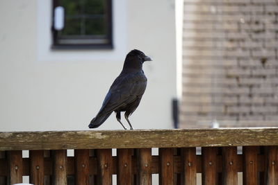 Bird perching on wall