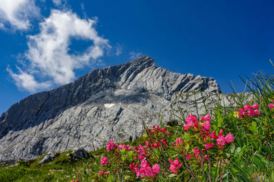 Scenic view of flowering plants and mountains against blue sky