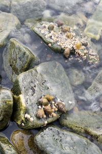 High angle view of shells on rock