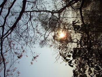 Sun shining through trees