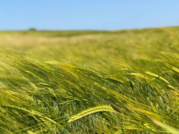 Close-up of crops growing on field against sky