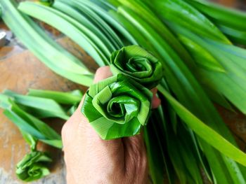 Close-up of hand holding leaves