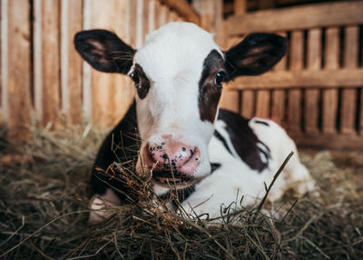 Close-up of cow