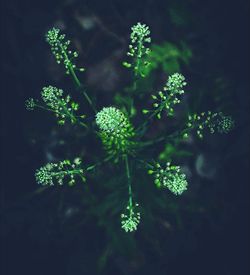 Close-up of plants