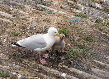 High angle view of seagull perching on land