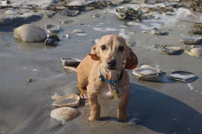 Portrait of dog