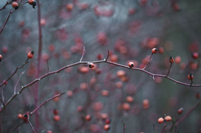 Rosehip bush without leaves in the cold