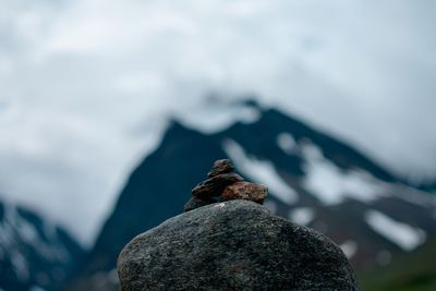 Close-up of lizard on rock against sky