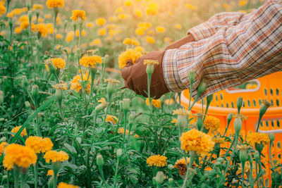 Cropped hands of person picking flowers