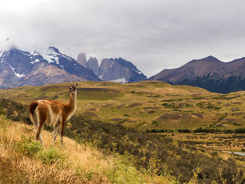 Horses in a field