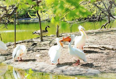 Flock of ducks on lakeshore