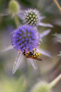 Close-up of bee pollinating on purple flower