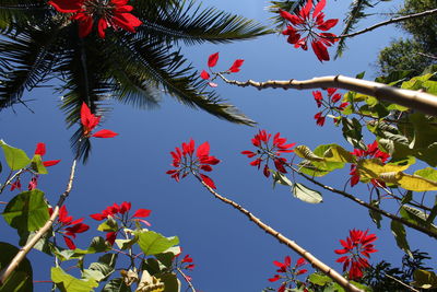 Low angle view of flower tree against sky