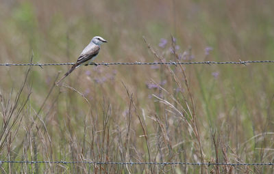 Bird perching on barbed wire fence on field