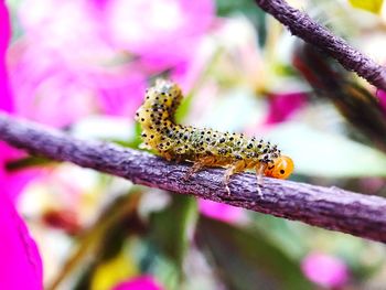 Close-up of insect on flower