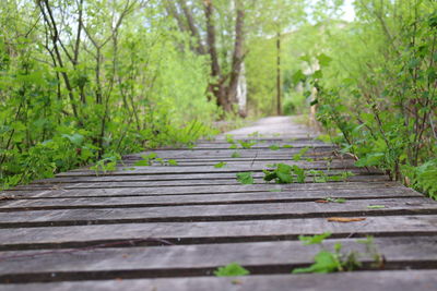 Footpath amidst trees in forest