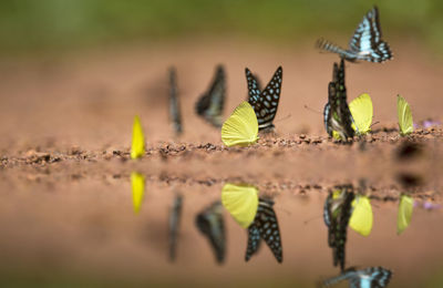 Close-up of butterfly on leaf