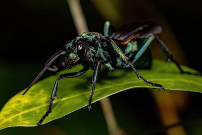 Close-up of spider on plant